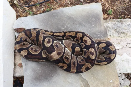 Normal Ball Python by 4Z Exotics