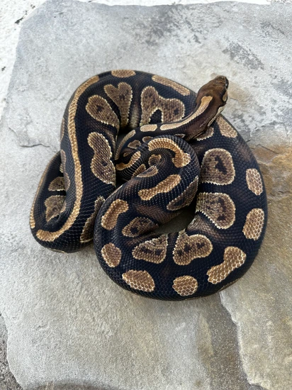 Dinker "Beartooth" Ball Python by 4Z Exotics