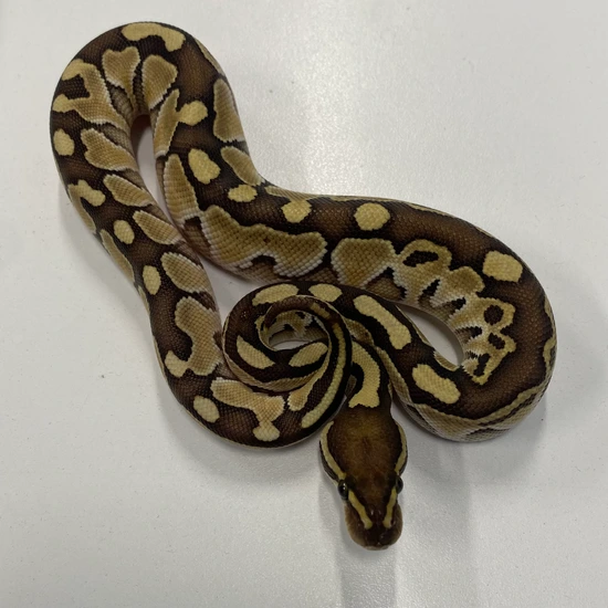 Ball Python Kingdom Ball Python by Pet Kingdom