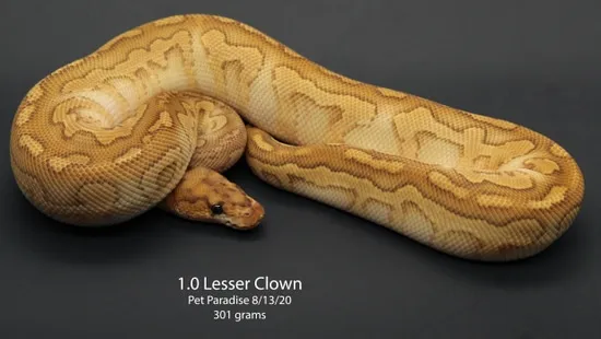 Lesser Clown Ball Python by Pet Paradise