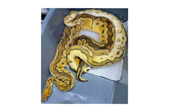 (ADULT) ODYB Fire Clown Ball Python by PetroGenetics