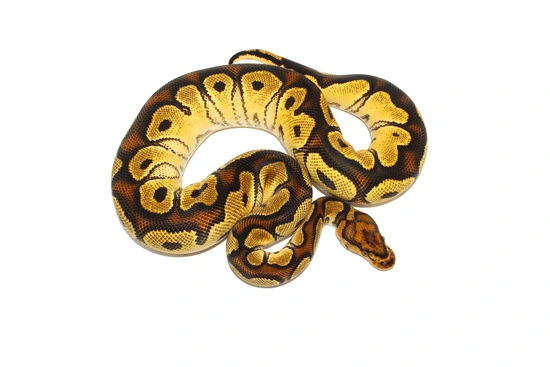 洋書 The Complete Ball Python ボールパイソンの教科書 | | 絵本ナビ：レビュー・通販