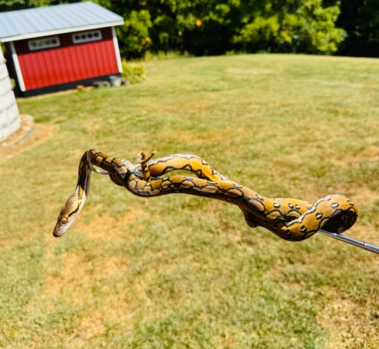 Het Ocelot Reticulated Python by Paul's Cool Scales