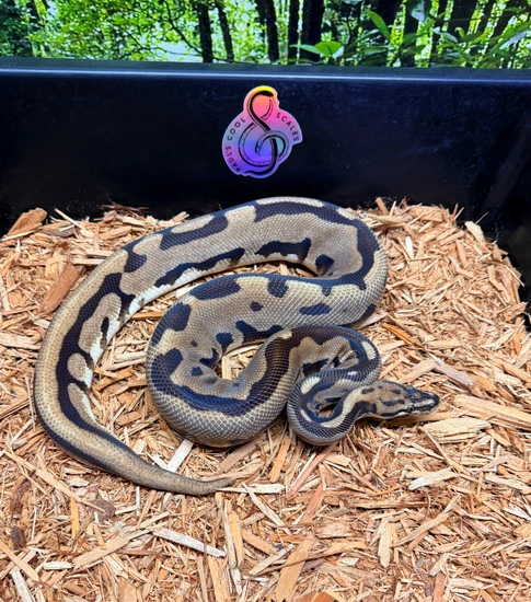 Super Leopard Clown Ball Python by Paul's Cool Scales