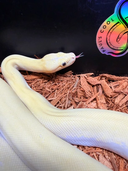 Ivory Burmese Python by Paul's Cool Scales