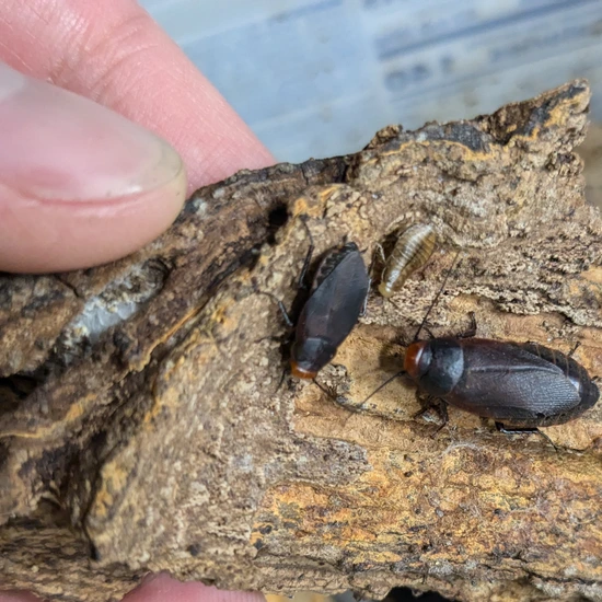 Mixed Cockroach 25 Red-headed Roach (Oxyhaloa Deusta) Mixed Nymphs To Adults Cockroach ...