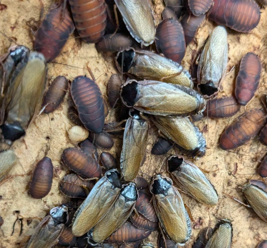 Mixed Cockroach 20 Pallid Roach (Phoetalia Pallida) Starter Colony - Mixed Nymphs And ...