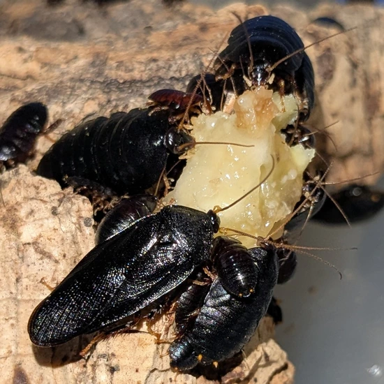 Mixed Cockroach 12 Golden Footed Obsidian Roach (Pseudoglomeris Tarsalis) Mixed Nymphs ...