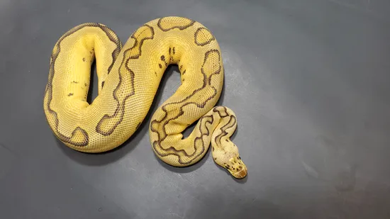 600g Ball Python 600g! Free Shipping- Blade Pastel Clown Possible X-treme Gene Ball ...