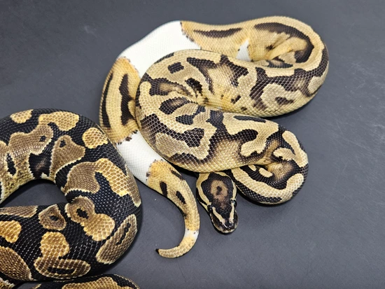 Pied DH Clown DG Ball Python by Lucas Landon Royals