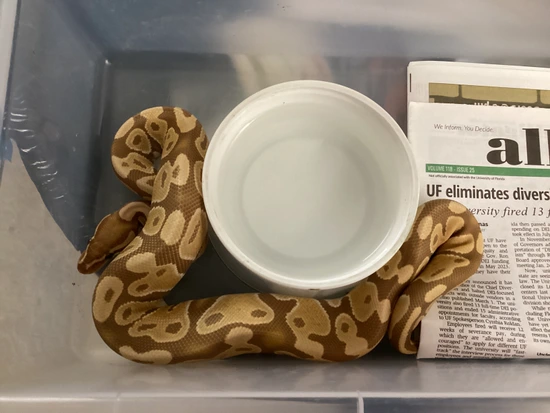 Ultramel Ball Python by Out of the Box Creations, LLC
