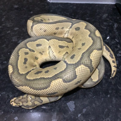 Proven Male Hypo Clown 2023 Ball Python - male for sale from @pigwart118