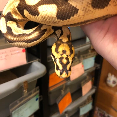 Extremely Rare Male And Back Up Male Ball Python - male for sale from @pigwart118