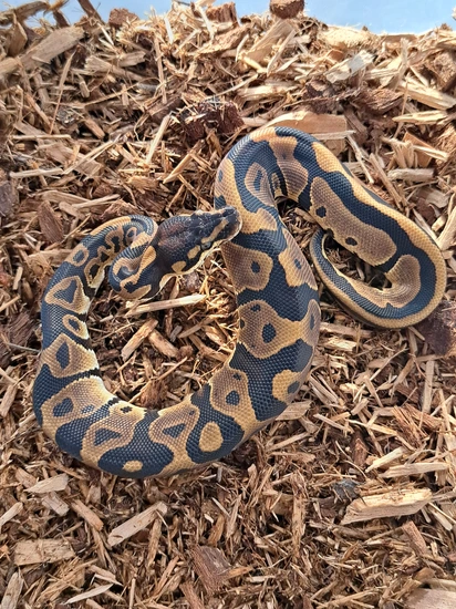 Leopard 50% Het Ultramel 66% Het Pied Ball Python by PinupPieds&Pythons