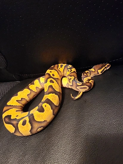 Pair Of 2025 Yellow Belly, Trick, Orange Dream Babies Ball Python by ...