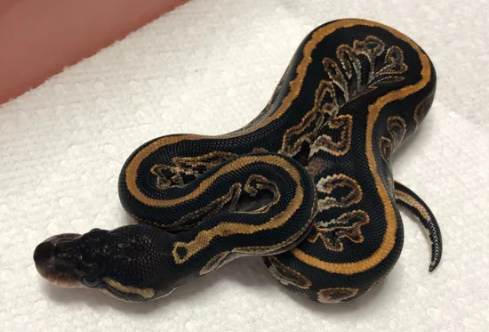 Blackhead Black Pastel Ball Python by Pixel Perfect Reptiles