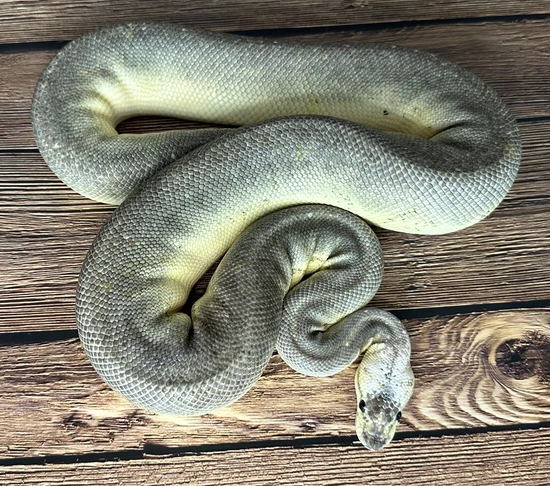 Sandblast Sterling Ball Python by Pixel Perfect Reptiles