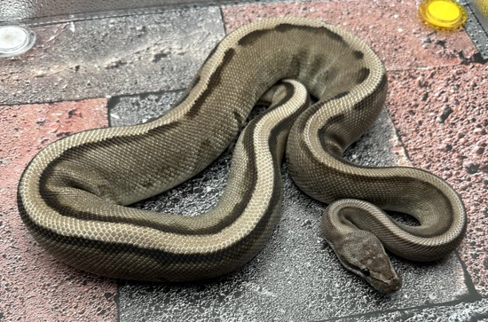 Pastel VPI Axanthic G-Stripe Ball Python by Pixel Perfect Reptiles