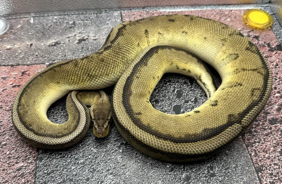 Pastel G-Stripe HET VPI Axanthic Ball Python by Pixel Perfect Reptiles