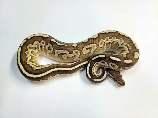 Lesser Trick Ball Python Black Pastel Lesser Trick Ball Python by Iron Dragon Reptiles