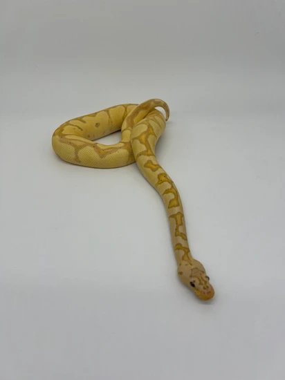 Ball Python With Ribbon Pastel Banana Blade Clown Ball Python by Pink Ribbon Pythons