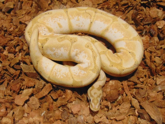 BANNANA SPIDER "No Reserve" Ball Python by Platinum Exotic Reptiles