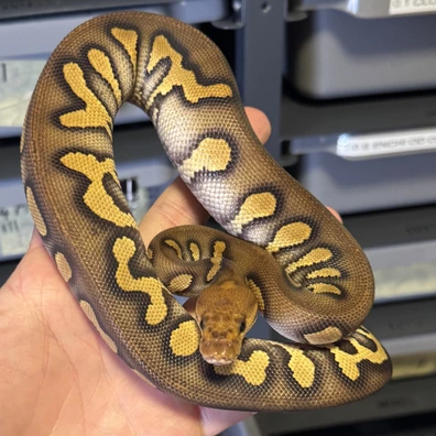 Super Chocolate Clown Het Hypo Ball Python - male for sale from PLK Pythons
