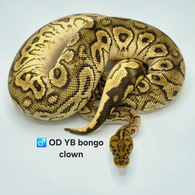 Bongo OD YB Clown Ball Python - male for sale from PM Royals