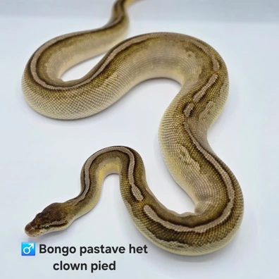 Bongo Pastave Het Clown Het Pied Ball Python - male for sale from PM Royals