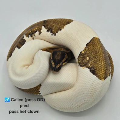 Calico Pied 50% Het Clown Ball Python - male for sale from PM Royals