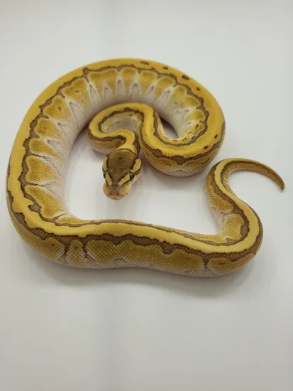 Lesser Pinstripe Ball Python by Png Reptiles