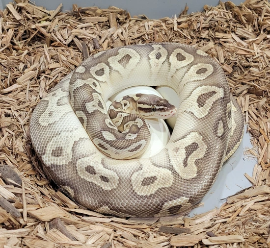 Calico Garden Fase Python Super Pastel Lesser Calico (Proven Breeder) Ball Python by Garden State ...