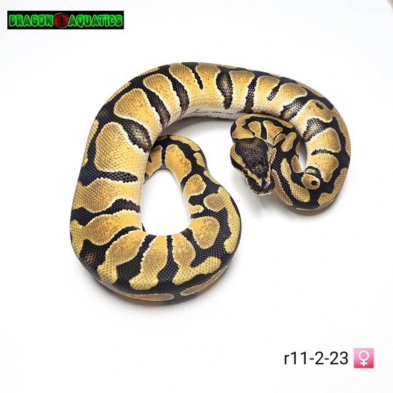 Enchi Het Clown Ball Python by Dragon Aquatics
