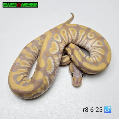 Banana Mystic Cypress Het Clown
