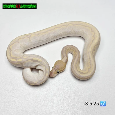 Banana Bamboo Cinnamon 66% Het Clown