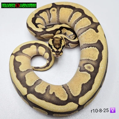 Fire Enchi Het Clown Het Hypo