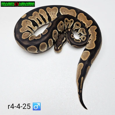 Normal 66% Het Albino 66% Het Monarch 50% Het Desert Ghost