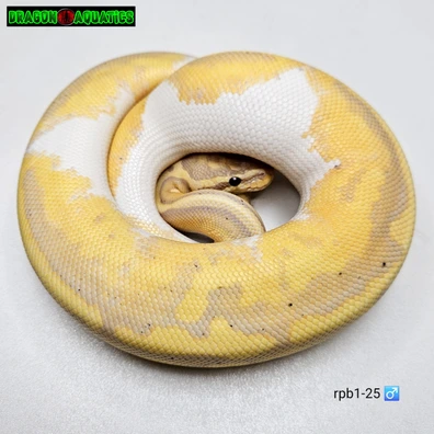 Banana Pied Ball Python - male for sale from Dragon Aquatics