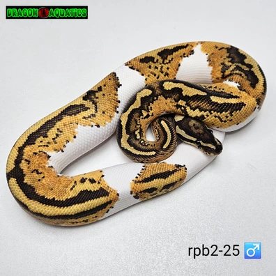 Gen X Pos Yb Pied Het Lavender Ball Python - male for sale from Dragon Aquatics