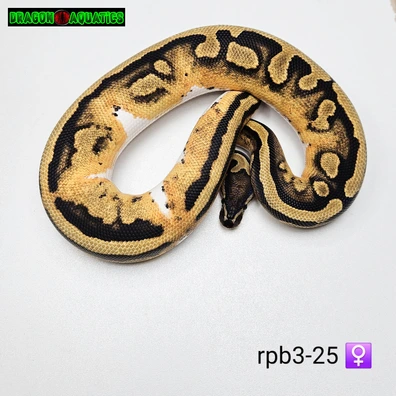 Pied Ball Python - female for sale from Dragon Aquatics