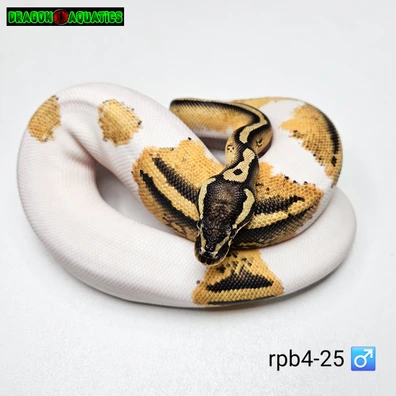 Pastel Pied Het Lavender Ball Python - male for sale from Dragon Aquatics