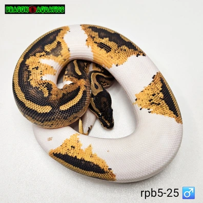 Yellowbelly Pied Het Lavender Ball Python - male for sale from Dragon Aquatics