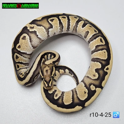 Fire Chocolate Het Hypo Het Clown Ball Python - male for sale from Dragon Aquatics