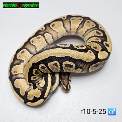 Fire Chocolate Het Hypo Het Clown Ball Python - male for sale from Dragon Aquatics