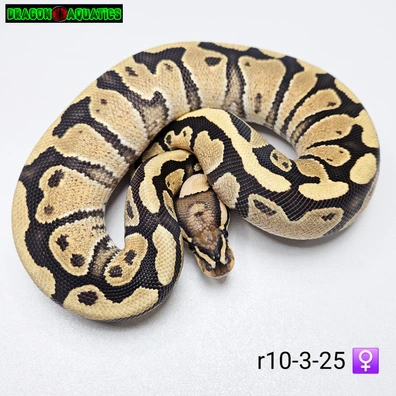 Fire Chocolate Het Hypo Het Clown Ball Python - female for sale from Dragon Aquatics