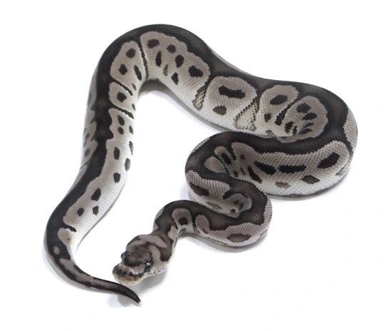 VPI Axanthic Clown Het Pied Ball Python by Polyamorous Ball Pythons