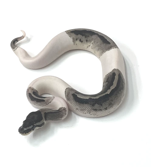 Ball Python Axanthic Pie VPI Axanthic Pied Het Clown Ball Python by Polyamorous Ball Pythons