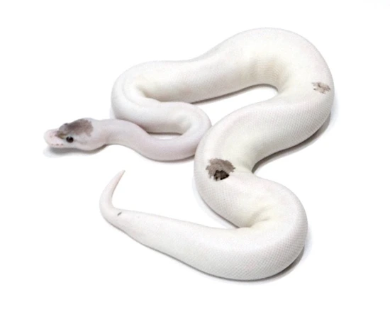 **Updated Full Collection Group SALE** Ball Python by Polyamorous Ball ...
