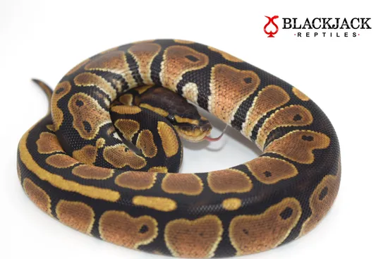 100% Het Ultramel Ball Python by Blackjack Reptiles