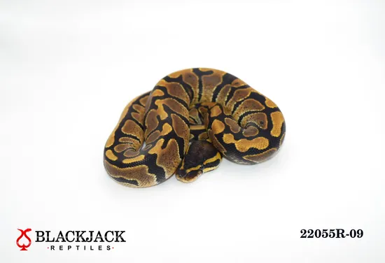 100% Het Ultramel Ball Python by Blackjack Reptiles